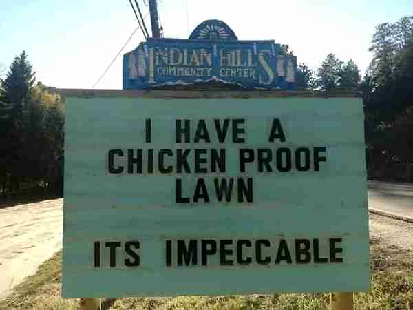 I have a chicken-proof lawn. It's impeccable.