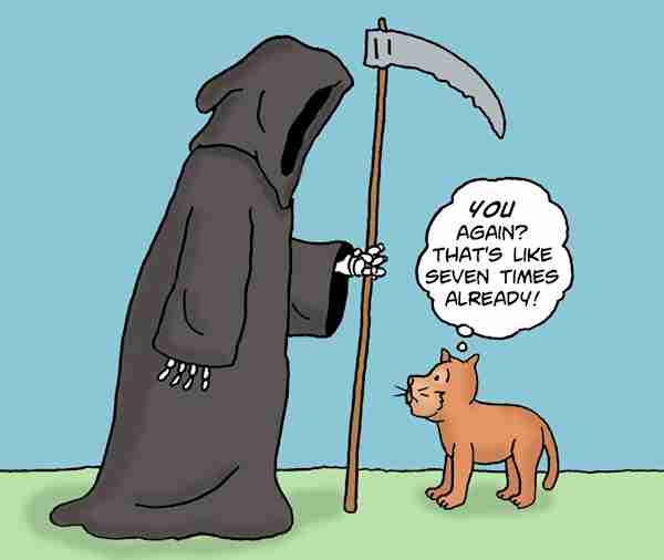 Grim Reaper comes for the cat again.